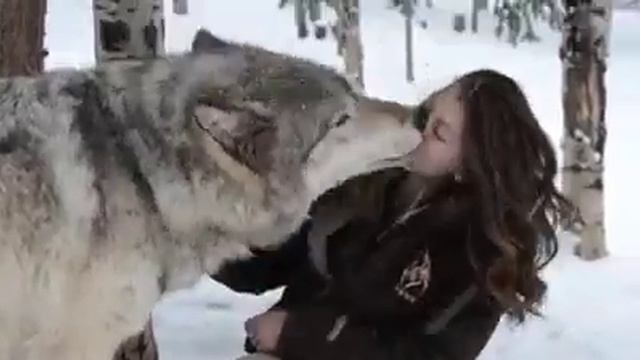 Поцелуй волка смотреть онлайн