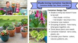 ☕ Saturday Morning LIVE Garden Chat - Shade Loving Container Plants ☕