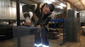 Калифорнийский кролик в 5 месяцев. Взвешивание.