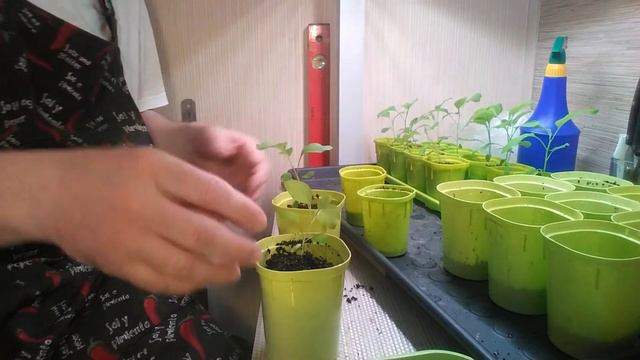 ПЕРЕРАСТАЕМ - ПЕРЕЕЗЖАЕМ смотреть онлайн