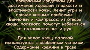 Могучая СИЛА полевого ХВОЩА для здоровья