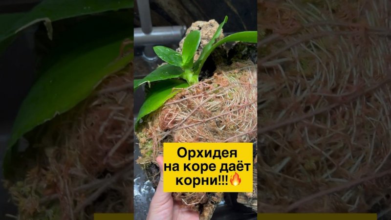 #Orchideen #Orchideenverpflanzung  #орхидеи #наращиваниекорней #обзор  #орхидеиуход #орхидеянаблоке