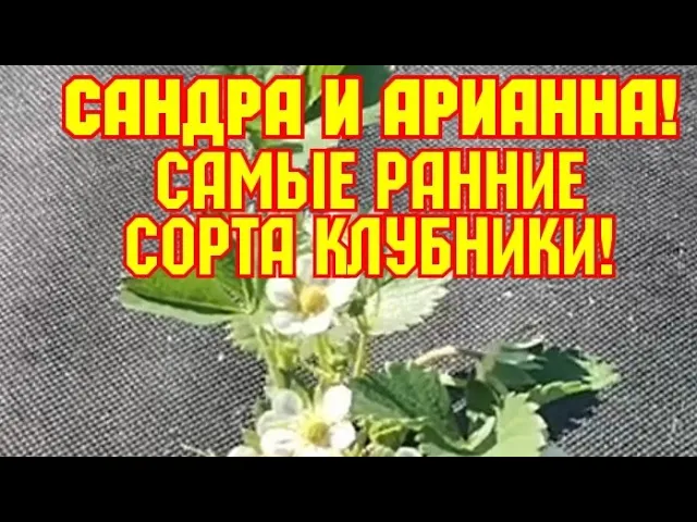 Сандра и Арианна! Высаживаем самые ранние сорта клубники! смотреть онлайн