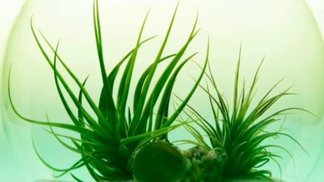 What is Flora and Fauna смотреть онлайн