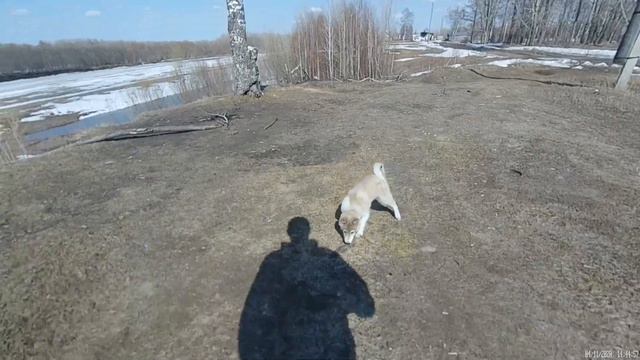 Весенняя прогулка с собакой по клички Нора.