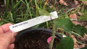 Роза Жан Кокто. Новинка в моем саду!