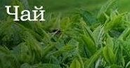 Как вырастить чай.