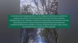 Осина, чем полезна в магии?