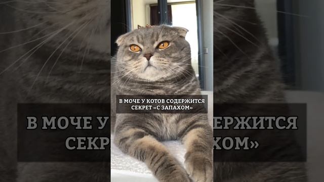 Почему пахнет кошками дома? смотреть онлайн