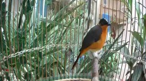 Седоголовая чекановая горихвостка(Cossypha niveicapilla)