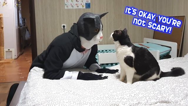 Cat Pranked By Big Cat Mask смотреть онлайн