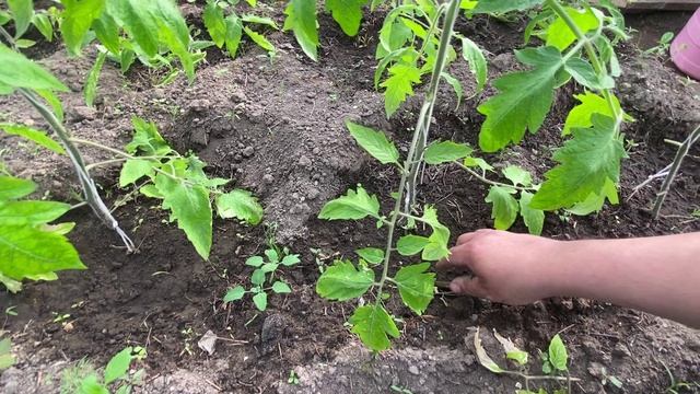 ОБСТРИГ Помидоры в Теплице смотреть онлайн