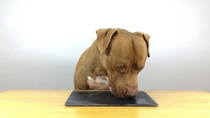 Pit Bull dogs eat chicken and apple asmr