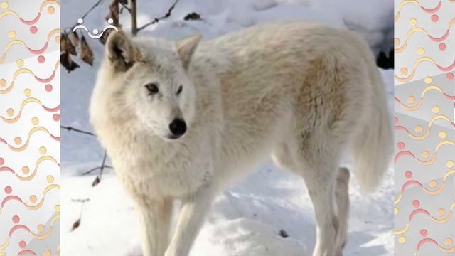 Школа Шишкиного Леса.  География.  Животный мир тундры