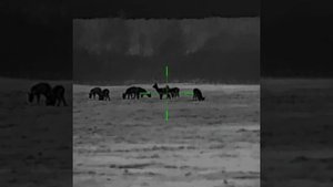 iRay TUBE TH50 V2 Видео с прицела в полевых условиях с комментариями.