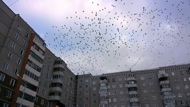 Стая свиристелей смотреть онлайн