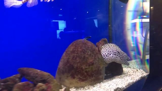 Калининград, музей мирового океана смотреть онлайн