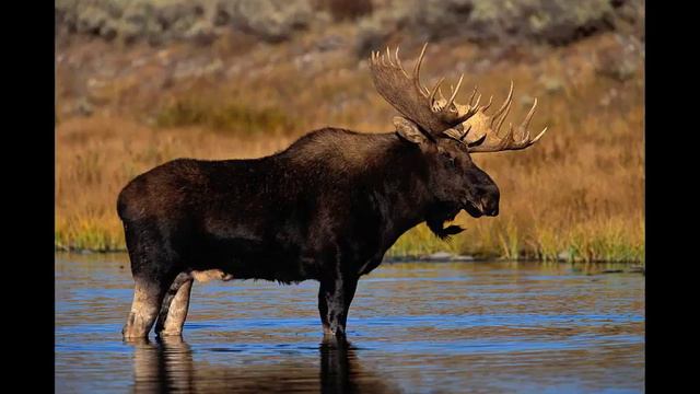 Moose moans & calls | Голос Лося смотреть онлайн