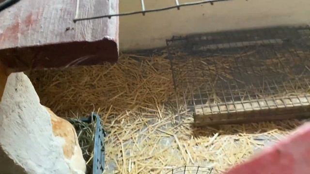 15 марта//Яйца куры Мини мясные+ Бресс Гальцы//Вольерное содержание кур несушек смотреть онлайн