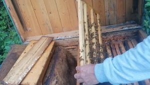 Карниола. Разжились новой породой пчел.