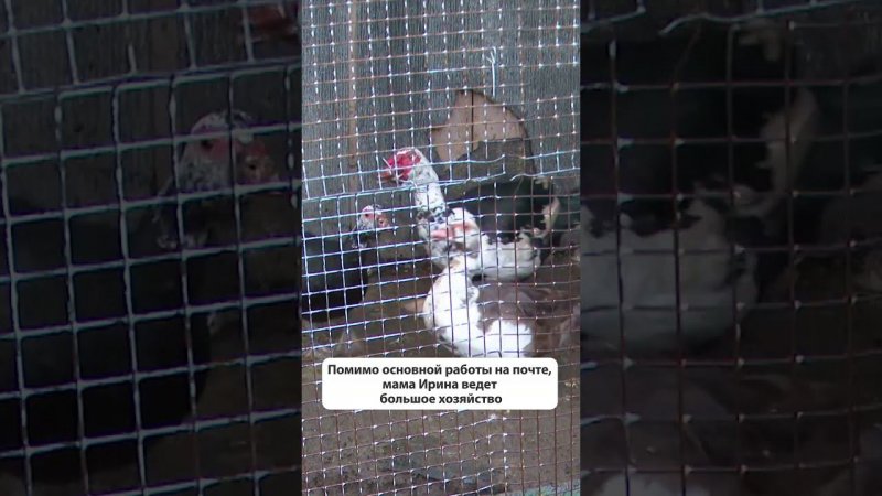 В семье Золотухиных из Корсакова семеро детей - пятеро своих, двое приемных  #новостисахалина