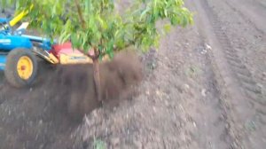 Фреза приствольная гидравлическая Calderoni,работа в персиковом саду