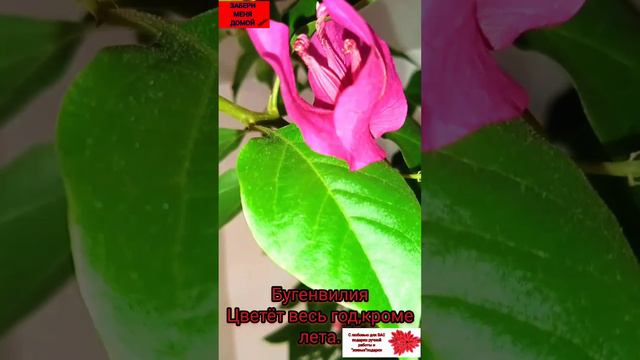 Она хочет ДОМОЙ(цветущая Бугенвилия)