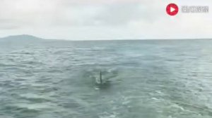 Трёхголовая акула.