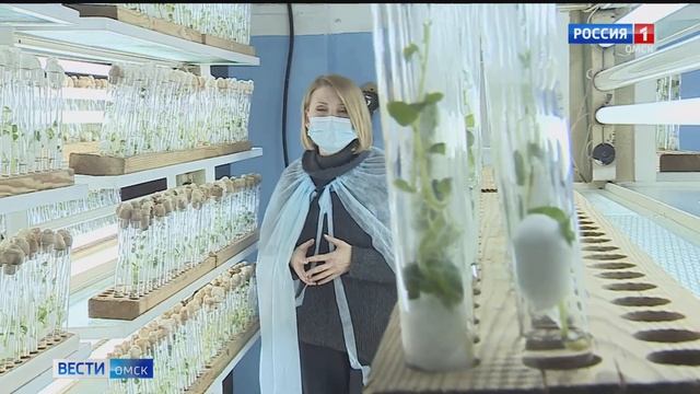 Омские селекционеры вывели новый сорт картофеля