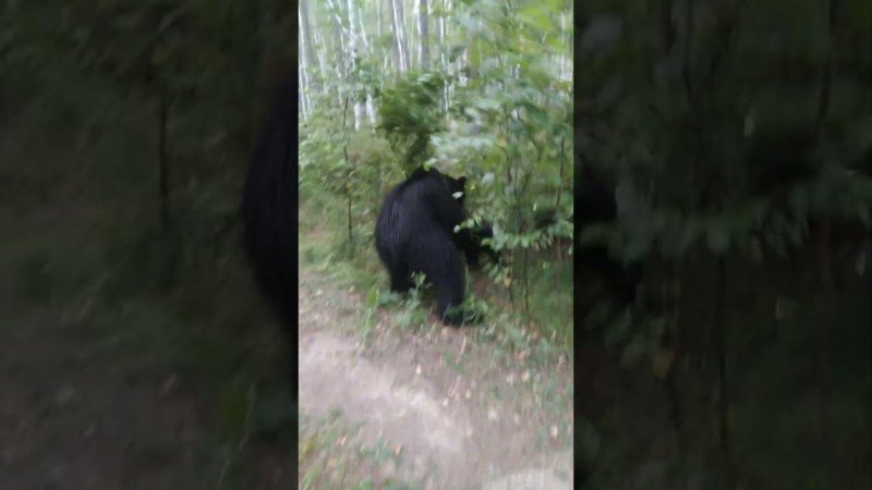 Медведица сбила с ног. #bear