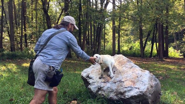 Labrador Retriever Puppy Search and Rescue Training Part 1