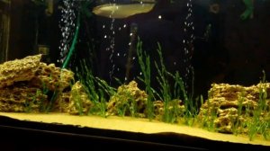 Арована ест мышку