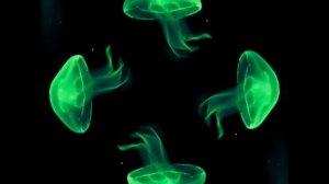 Hologram Video Jelly Fish 5 Minutes - Pink Purple Green Red Blue