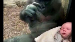 В зоопарке мама показала горилле малыша. То что сделала обезьяна невероятно!
