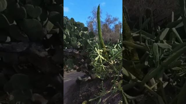 Getting Close to the Cactus