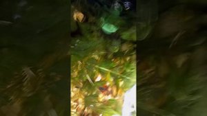 Кормлю лягушек и рыбок в аквариуме гуппи, сомы и лягушки кормление мотылём часть 2
