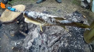 Кухня рыбака. Нашампурили щуку. Жарим рыбу на костре.