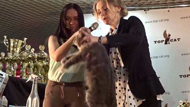PENZA - TOP CAT FINAL - 2015 - show Maine Coon смотреть онлайн