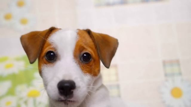 Девушка приказала выбросить собаку, которая спасла жизнь хозяину, но то что он сделал –привело в шо смотреть онлайн