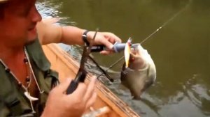 Ловля пираньи на спиннинг