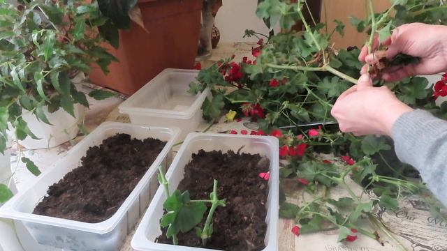 Плющелистная ПЕЛАРГОНИЯ, обрезка, как сохранить зимой,черенкование, спасаю выброшенный цветок