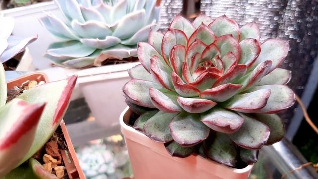 Почему суккуленты отсушивают листья и почему листья становятся прозрачными.