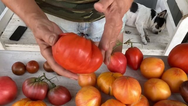 Семена томатов. Лучшие сорта. Своими семенами. смотреть онлайн