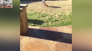 VS ПИТБУЛЬ ПРОТИВ ДОГА. СХВАТКА ПОРОД ЭТИХ СОБАК. КТО КОГО?