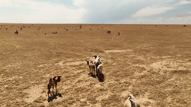 Жусандала (Полынная степь) - пески Таукум - Верблюды