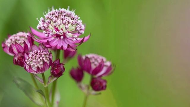 7 ЭФФЕКТНЫХ МНОГОЛЕТНИХ ЦВЕТОВ ИЗ СЕМЯН / ОБЯЗАТЕЛЬНО ПОСЕЙТЕ ИХ В ФЕВРАЛЕ смотреть онлайн