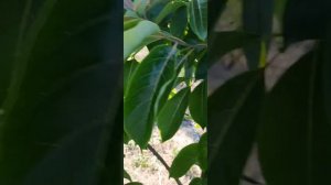 хурма женские и мужские  соцветия