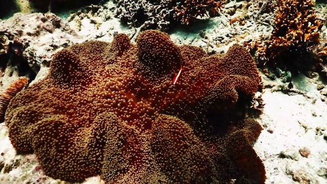 ASIWO Manta Underwater Scooter: Exciting Highlights of Underwater Adventures смотреть онлайн