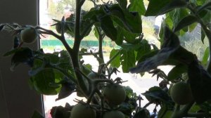 Обзор огород на окошке 20 мая 2024