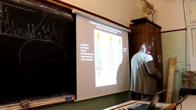 С. Савельев Сравнительная анатомия спинного мозга Лекция 3 смотреть онлайн